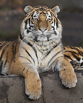 Siberian tiger Panthera tigris altaica