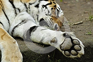 Siberian Tiger ( Panthera tigris altaica )