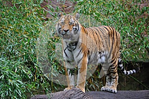 Siberian tiger (Panthera tigris altaica) photo