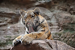 Siberian tiger (Panthera tigris altaica) photo