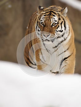 Siberian Tiger ( Panthera tigris altaica )