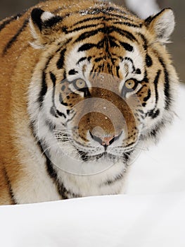 Siberian Tiger ( Panthera tigris altaica )