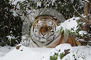 Siberian Tiger ( Panthera tigris altaica )