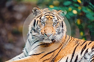 Siberian tiger, Panthera tigris altaica