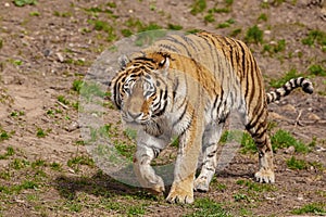 Siberian Tiger Panthera tigris altaica.