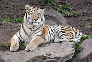 Siberian tiger (Panthera tigris altaica)