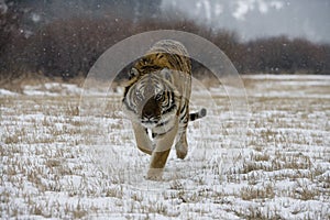 Siberian tiger, Panthera tigris altaica