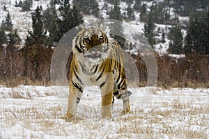 Siberian tiger, Panthera tigris altaica