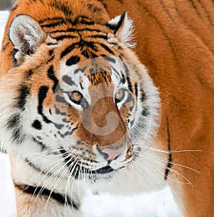 The Siberian tiger Panthera tigris altaica