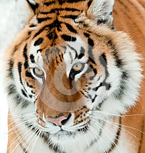 The Siberian tiger Panthera tigris altaica