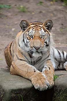 Siberian tiger (Panthera tigris altaica).