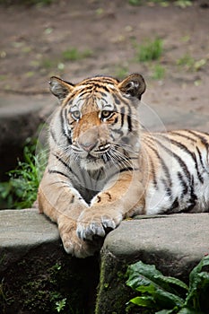 Siberian tiger Panthera tigris altaica.