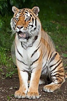 Siberian tiger Panthera tigris altaica