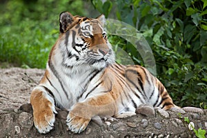 Siberian tiger Panthera tigris altaica