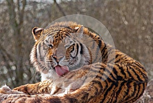 Siberian Tiger (Panthera tigris altaica)