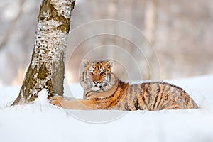 Siberian tiger, Panthera tigris altaica. Action wildlife scene with dangerous animal. Cold winter in taiga, Russia. Snowflakes