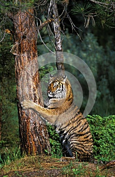 Siberian Tiger, panthera tigris altaica, Adult Clawing Tree