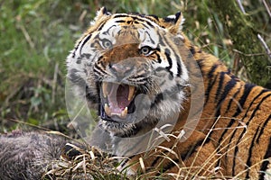 Siberian Tiger, panthera tigris altaica, Adult with a Kill, Snarling in Defensive Posture