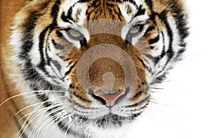 Siberian Tiger, panthera tigris altaica, Adult standing on Snow