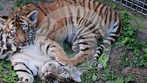 The Siberian tiger Panthera tigris altaica , also called Amur tiger, is a tiger subspecies inhabiting mainly the Sikhote