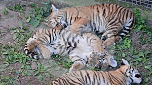 The Siberian tiger Panthera tigris altaica , also called Amur tiger, is a tiger subspecies inhabiting mainly the Sikhote