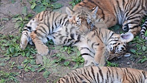 The Siberian tiger Panthera tigris altaica , also called Amur tiger, is a tiger subspecies inhabiting mainly the Sikhote