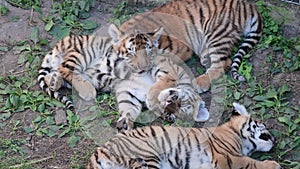 The Siberian tiger Panthera tigris altaica , also called Amur tiger, is a tiger subspecies inhabiting mainly the Sikhote