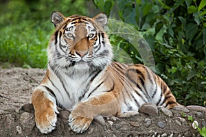 Siberian tiger Panthera tigris altaica photo