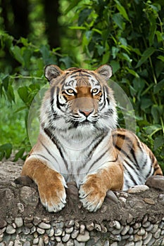 Siberian tiger Panthera tigris altaica photo