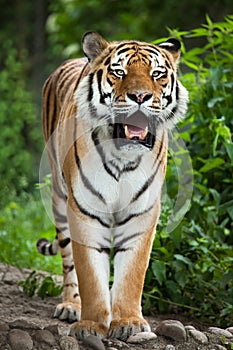 Siberian tiger Panthera tigris altaica photo