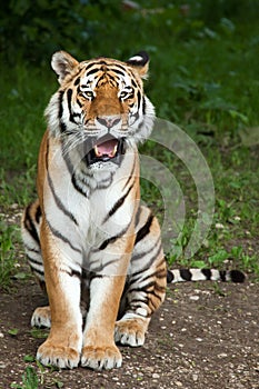 Siberian tiger Panthera tigris altaica photo