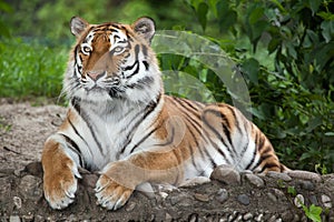 Siberian tiger Panthera tigris altaica photo