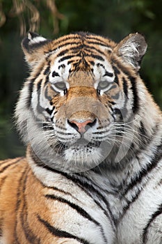 Siberian tiger (Panthera tigris altaica) photo