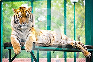 Siberian tiger Panthera tigris altaica-Amur tiger