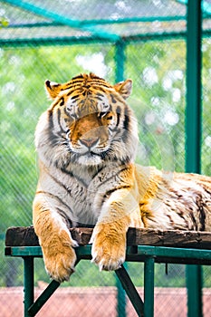 Siberian tiger Panthera tigris altaica-Amur tiger