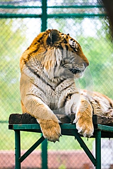 Siberian tiger Panthera tigris altaica-Amur tiger