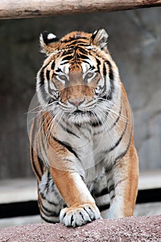 Siberian tiger (Panthera tigris altaica) approaching