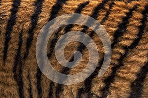 Siberian Tiger, panthera tigris altaica, Close up of Skin
