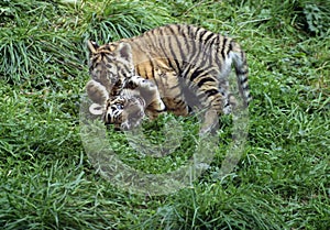 Siberian Tiger, panthera tigris altaica, Cub playing on Grass