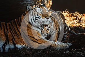 Siberian tiger (Panthera tigris altaica) detail portrait