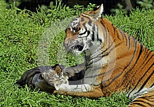 Siberian Tiger, panthera tigris altaica, Female with Cub laying on Grass