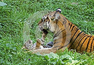 Siberian Tiger, panthera tigris altaica, Female with Cub laying on Grass