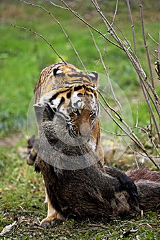 Siberian Tiger, panthera tigris altaica with a Kill, a Wild boar