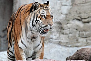 Siberian tiger (Panthera tigris altaica) looking