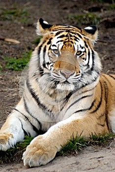 Siberian tiger (Panthera tigris altaica) photo