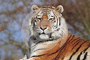 Siberian Tiger Panthera Tigris Altaica looking proud and regal