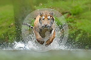 Siberian tiger, Panthera tigris altaica, low angle photo direct face view, running in the water directly at camera with water spla