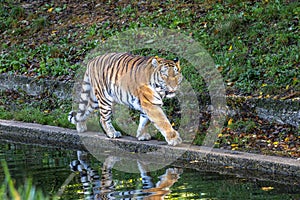 The Siberian tiger,Panthera tigris altaica in a park