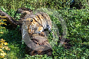 The Siberian tiger,Panthera tigris altaica in a park