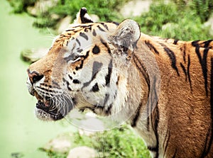 Siberian tiger (Panthera tigris altaica) portrait, animal theme